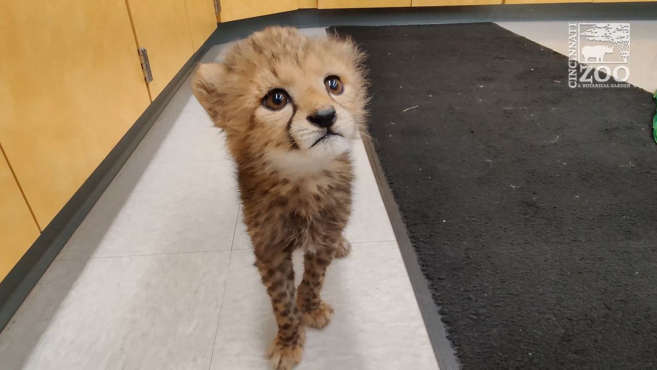 Cincinnati Zoo welcomes future Cat Ambassador Rozi - Vimarsana News