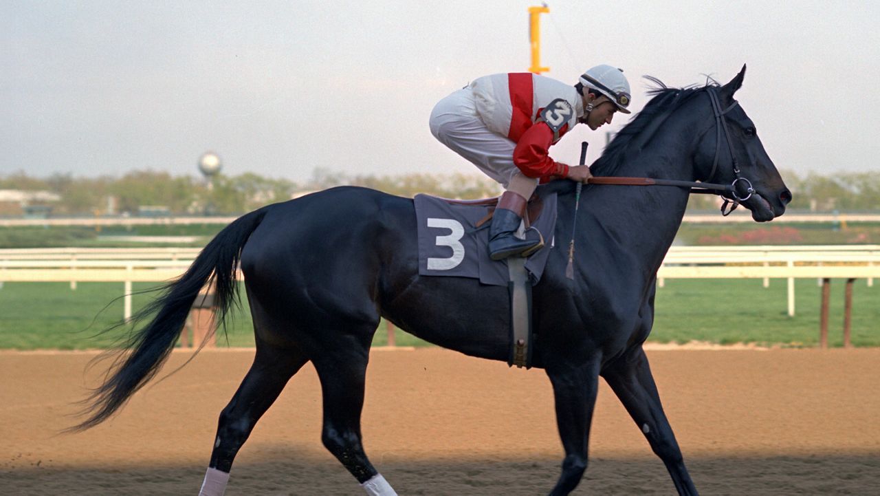 This 1975 photo provided by NYRA shows Ruffian at Adueduct Racetrack in New York. The remains of Hall of Fame filly Ruffian have been moved from Belmont Park to Claiborne Farm in Kentucky, where she was reburied Thursday, Aug. 24, 2023. The move was necessary because the New York Racing Association is starting the installation of a one-mile synthetic track. (AP Photo)