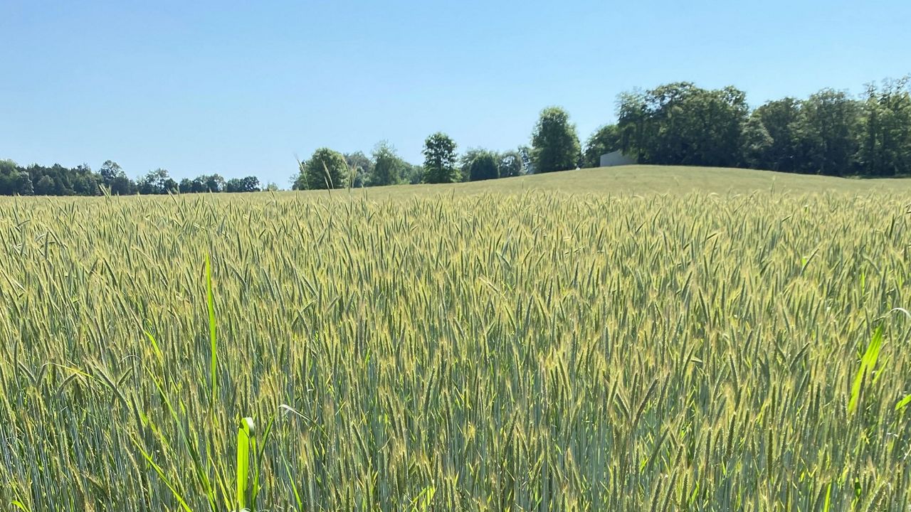 rye grain in a field