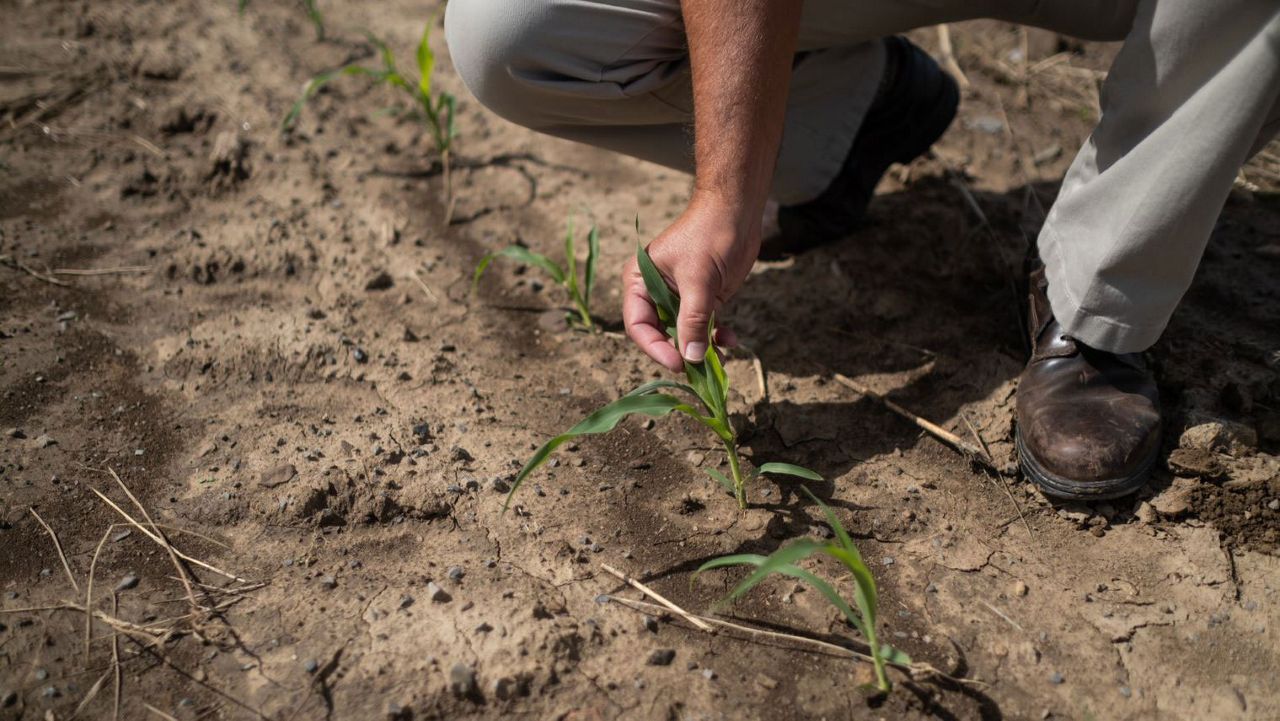 Cornell Agritech