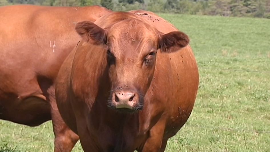 Without Meat Processors, Is Local Beef an Option?