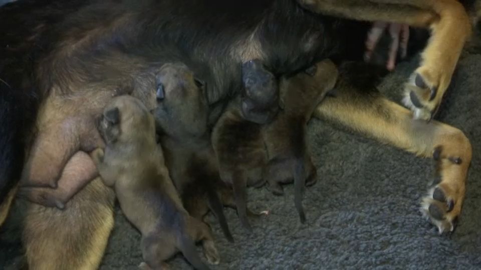 puppies nursing in Jefferson County
