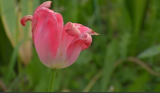 Beauty Blooms From Seeds Of Pain