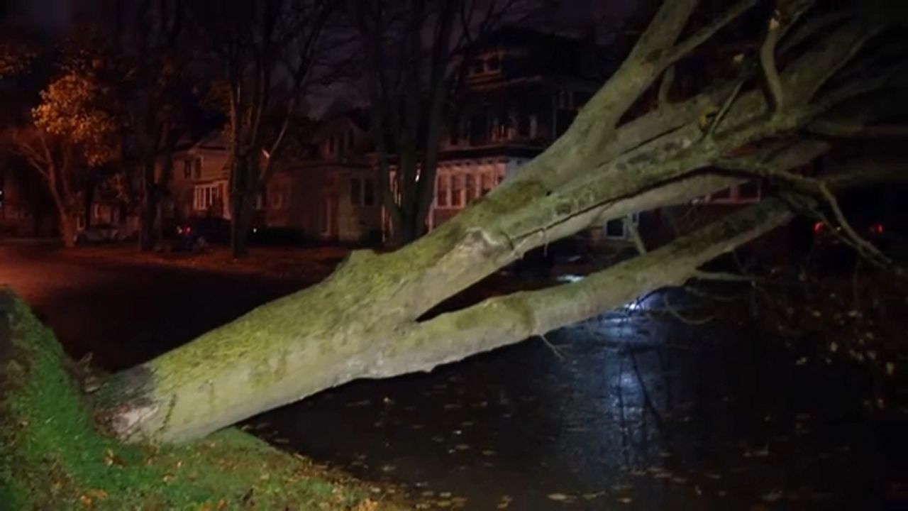 Crews Respond to Dozens of Downed Trees in South Buffalo