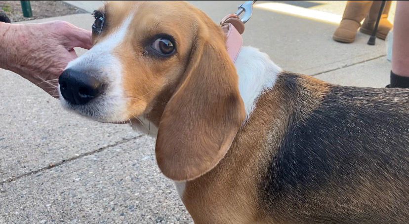 100 000th Spay Neuter Patient