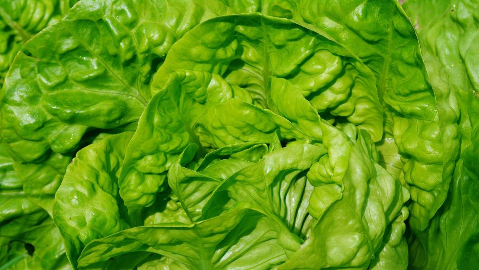 File photo of lettuce. 
