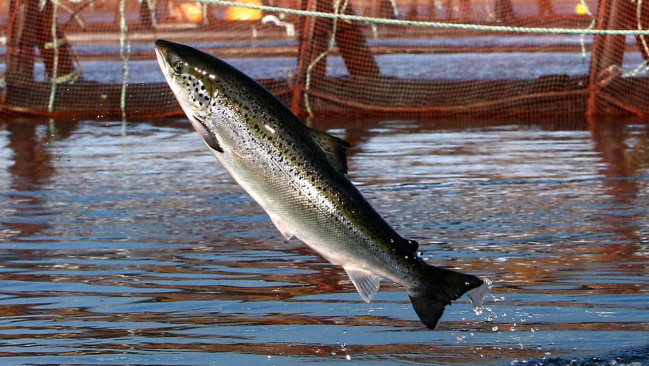 An Atlantic salmon leaps out of the water at a Cooke Aquaculture farm pen in 2008 near Eastport, Maine. A New Hampshire group wants to be the first to bring offshore fish farming to the waters off New England by raising salmon and trout in open-ocean pens miles from land, but critics fear the plan raises environmental concerns. Blue Water Fisheries wants to place 40 submersible fish pens on two sites totaling nearly a square mile about 7.5 miles off Newburyport, Massachusetts, according to federal documents from June 2022. (AP Photo/Robert F. Bukaty, File)