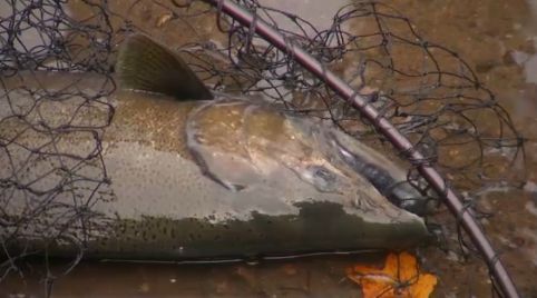 The salmon run is on at Oak Orchard Creek in Waterport