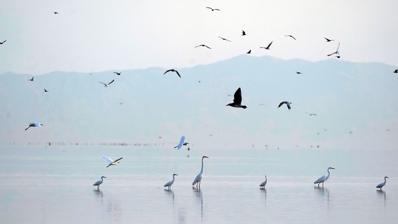 Birds take flight in the Salton Sea on the Sonny Bono Salton Sea National Wildlife Refuge on July 15, 2021, in Calipatria, Calif. (AP Photo/Marcio Jose Sanchez, File)