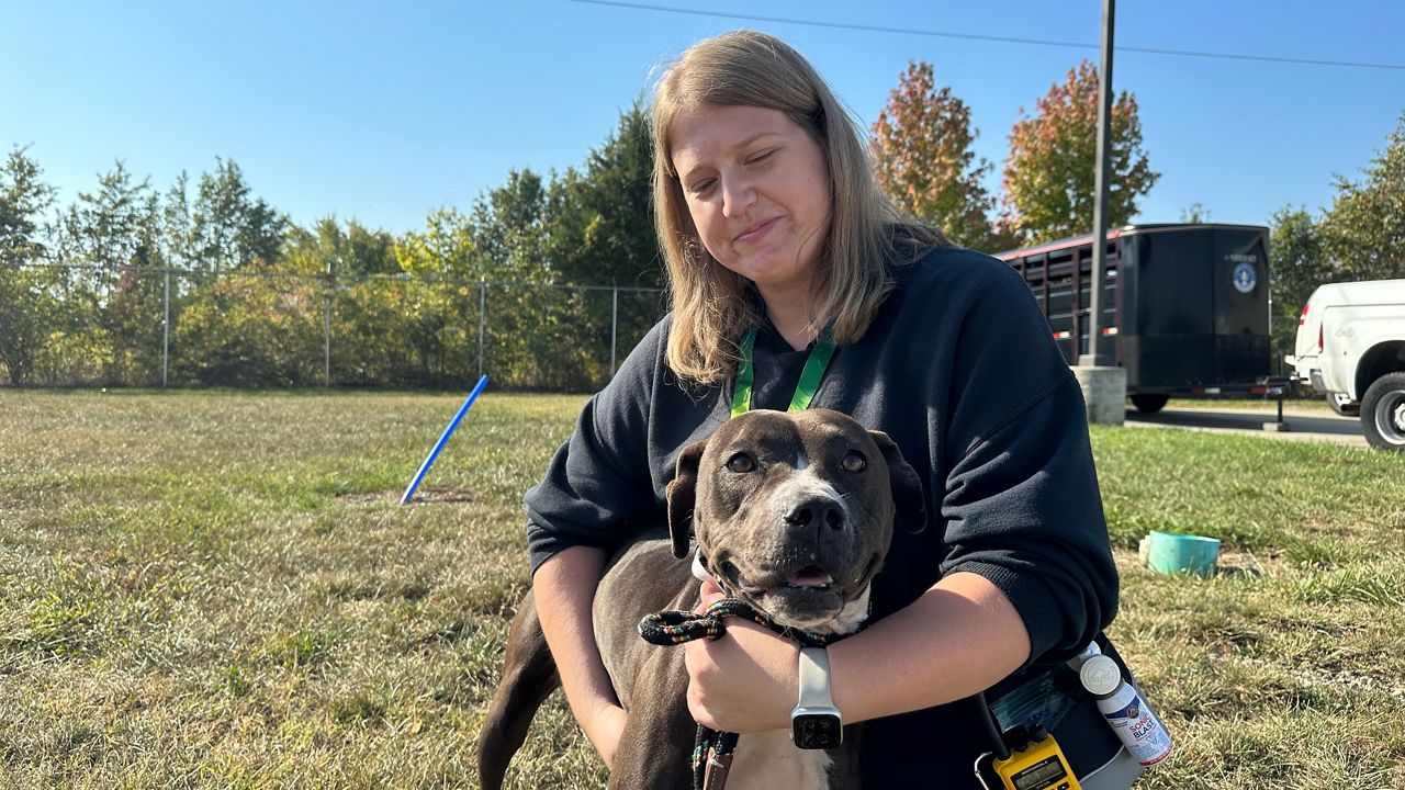 louisville animal shelter full, animal overpopulation