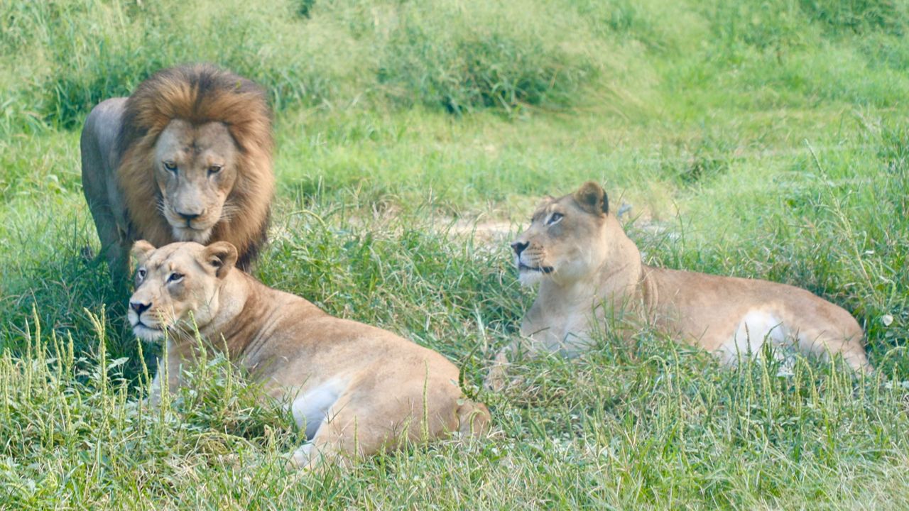 Lions at the San Antonio Zoo. (San Antonio Zoo)