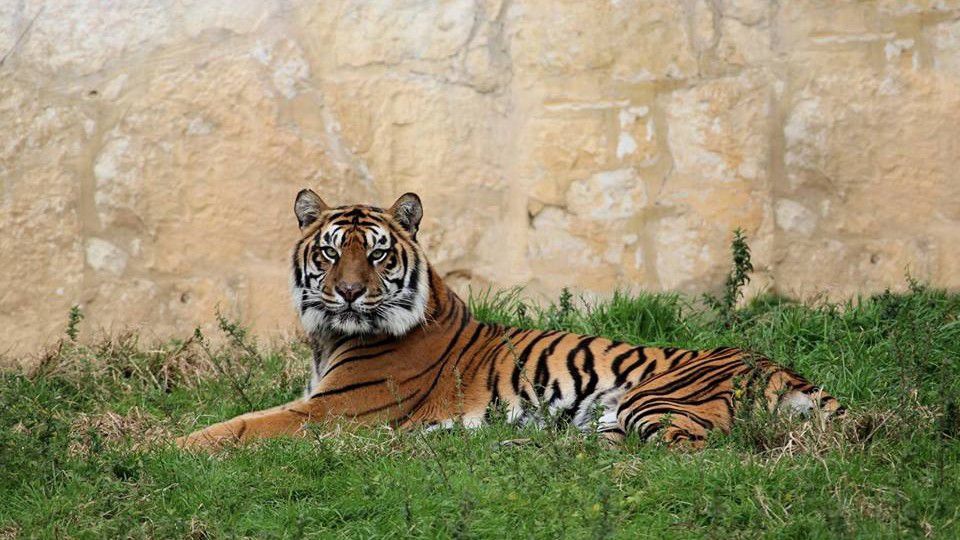 12-Year-Old Tiger Dies at San Antonio Zoo