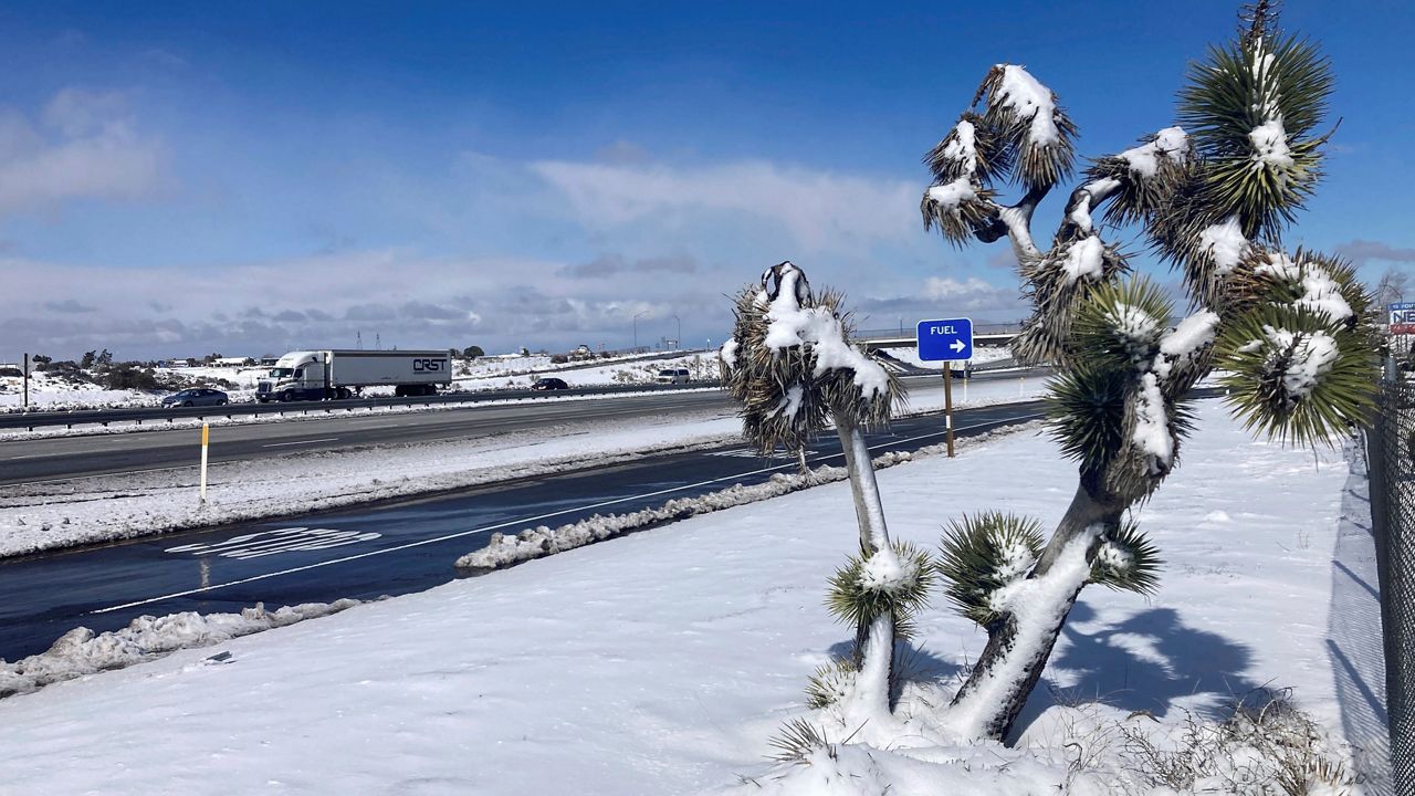 A Joshua tree is covered in snow near the Cajon Pass in Oak Hills, Calif., on Wednesday, March 1, 2023, as a fresh round of snowfall blanketed the San Bernardino Mountains east of Los Angeles. (AP Photo/Eugene Garcia)
