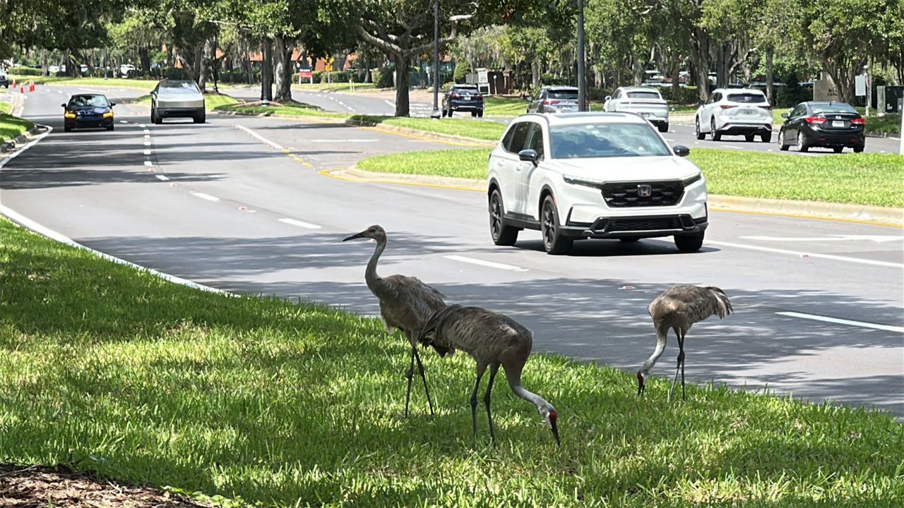 Drivers urged to watch for Sandhill cranes crossing Heathrow-area road
