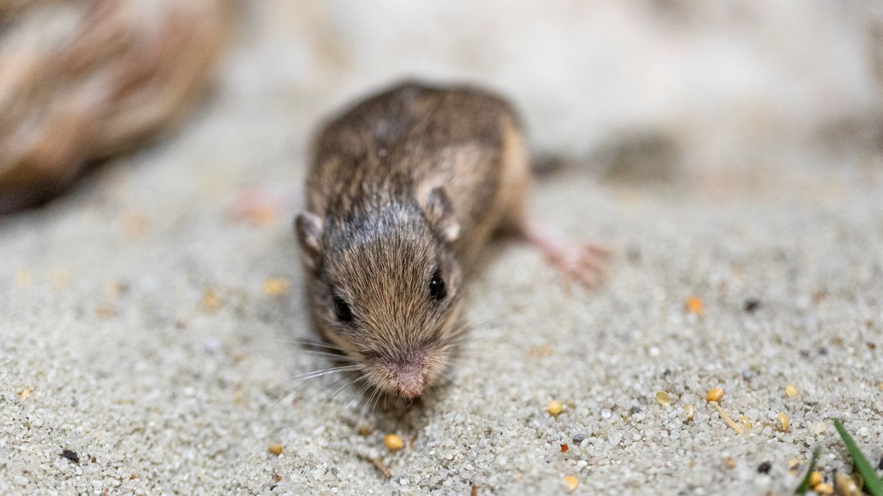 This Jan. 10, 2023, photo provided by the San Diego Zoo Wildlife Alliance shows a Pacific pocket mouse named Sir Patrick Stewart. (Ken Bohn/San Diego Zoo Wildlife Alliance via AP)