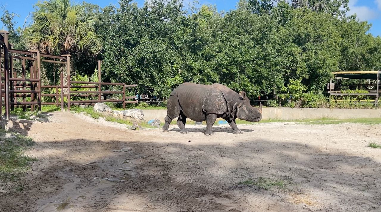 Meet PJ, Central Florida Zoo's onehorned Indian rhinoceros
