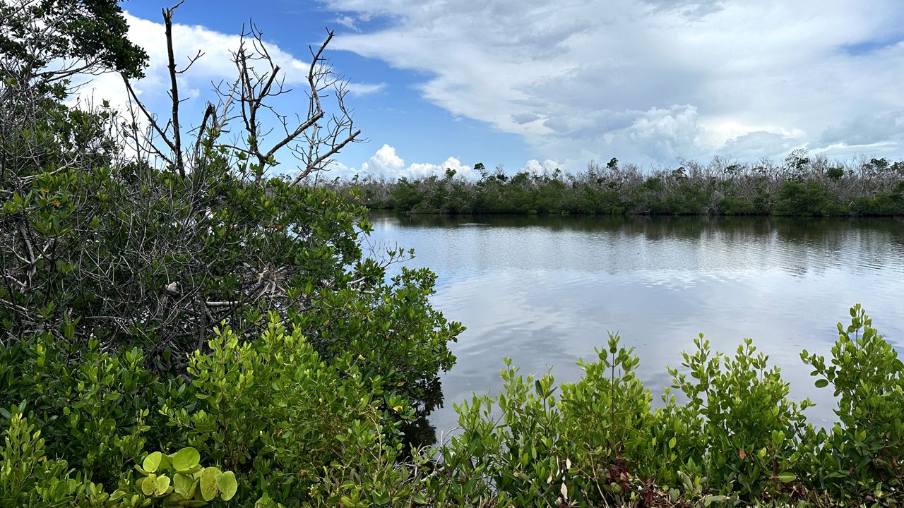 Greenery is slowly returning to the mangroves on Sanibel Island. Environmental experts say it will take years, if not decades, for the vegetation to return to its previous state.