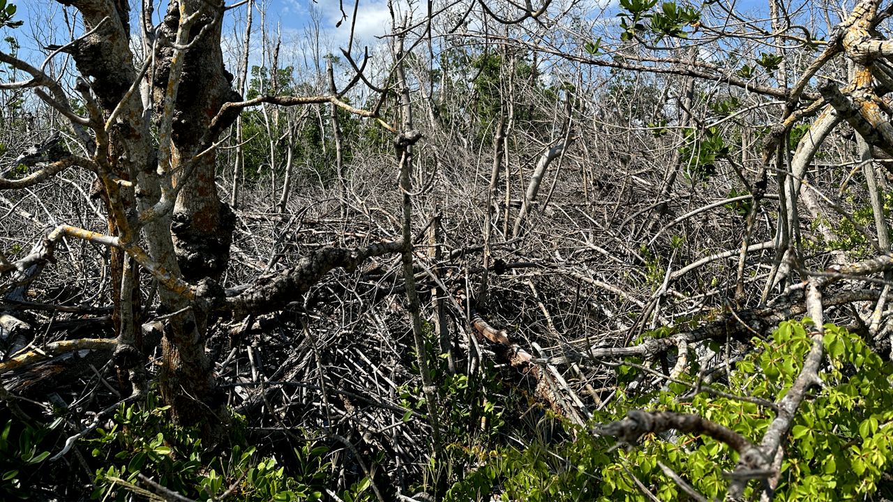 Miles of mangroves on Sanibel Island were destroyed by storm surge from Hurricane Ian.