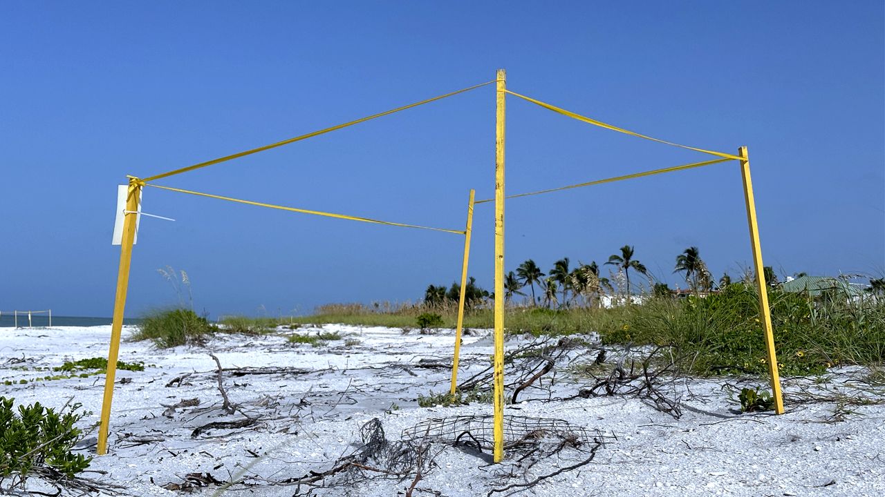 A sea turtle nest is roped off on the beach. A wire screen is placed over the buried eggs for protection. The openings are large enough so the hatchlings can climb through on their way to the water.