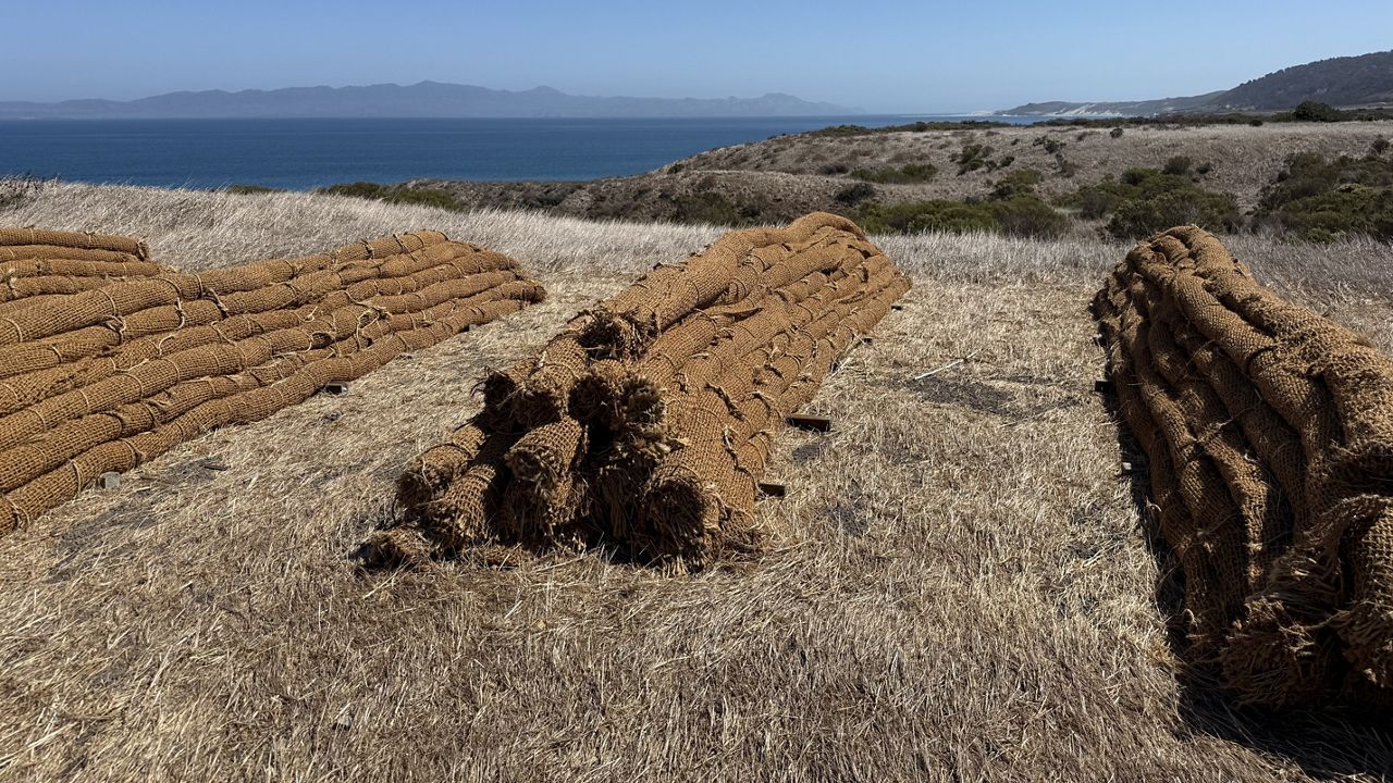 The race to save rare Torrey pines following the Santa Rosa Island fire