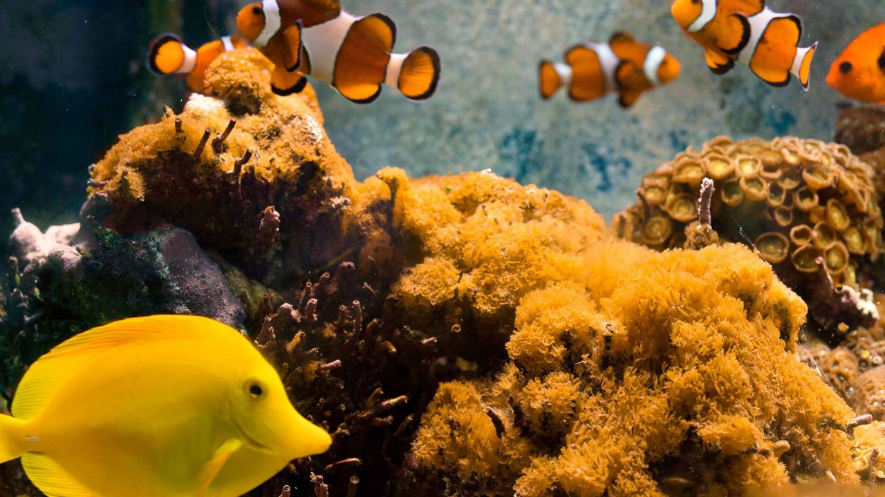 Sarcothelia edmondsoni, a soft coral that only grows in Hawai‘i, seen with tropical fish (Oliver Koning)