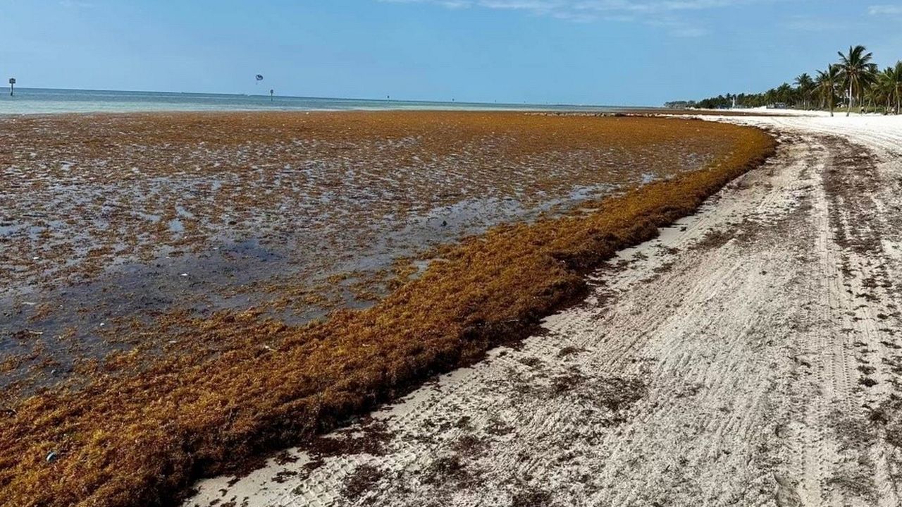 5,000milewide seaweed bloom threatens Florida beaches