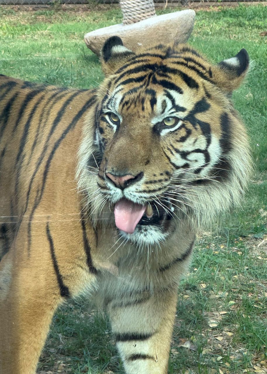 Satu with his tongue out (Courtesy Honolulu Zoo)
