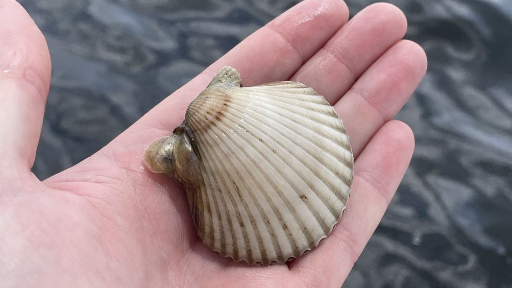 Pasco County’s scallop season will extend from 10 to 37 days in 2023. (Spectrum News/Tim Wronka)