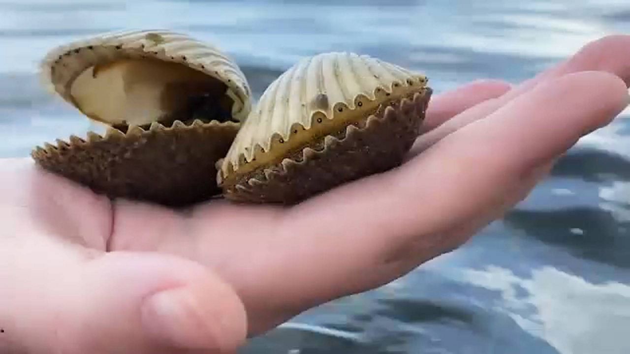 Scallop Season begins in Florida with more days added