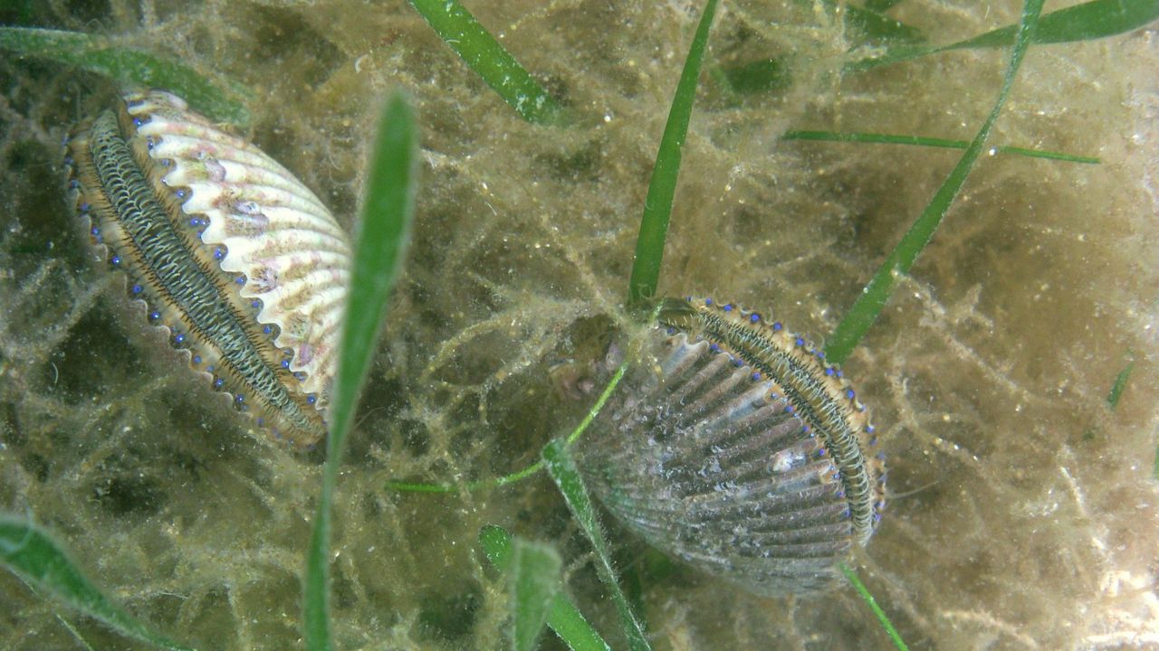 Florida scalloping season is here