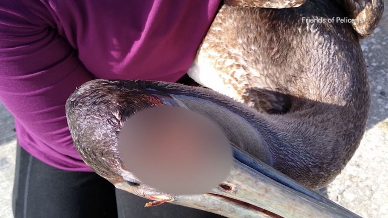 Scalped Pelicans Found At South Skyway Fishing Pier - Vimarsana News