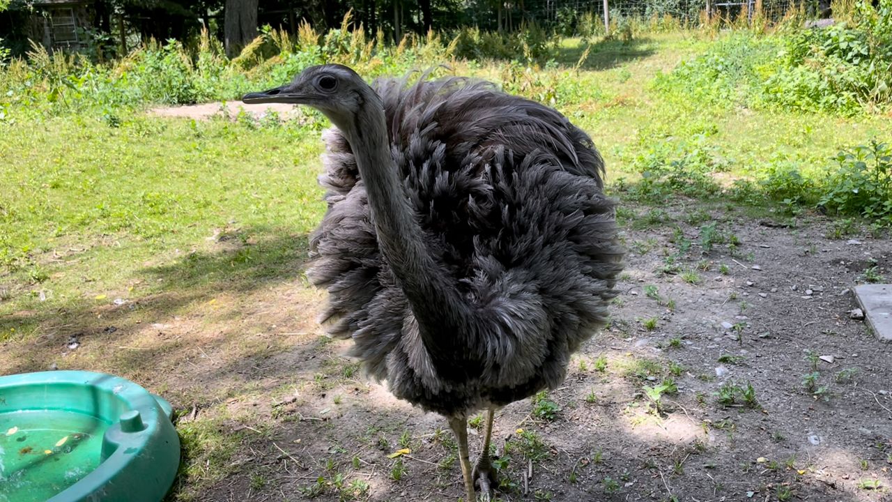 bird at school zoo