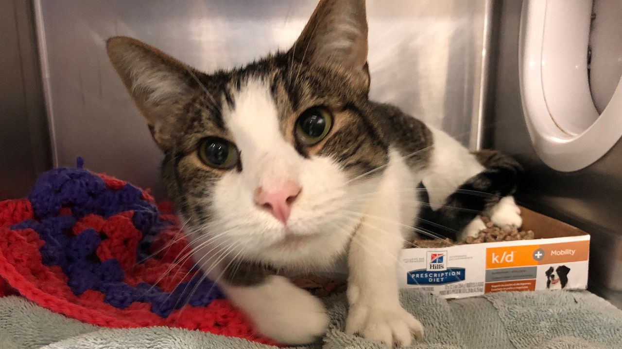 ulster animal shelter