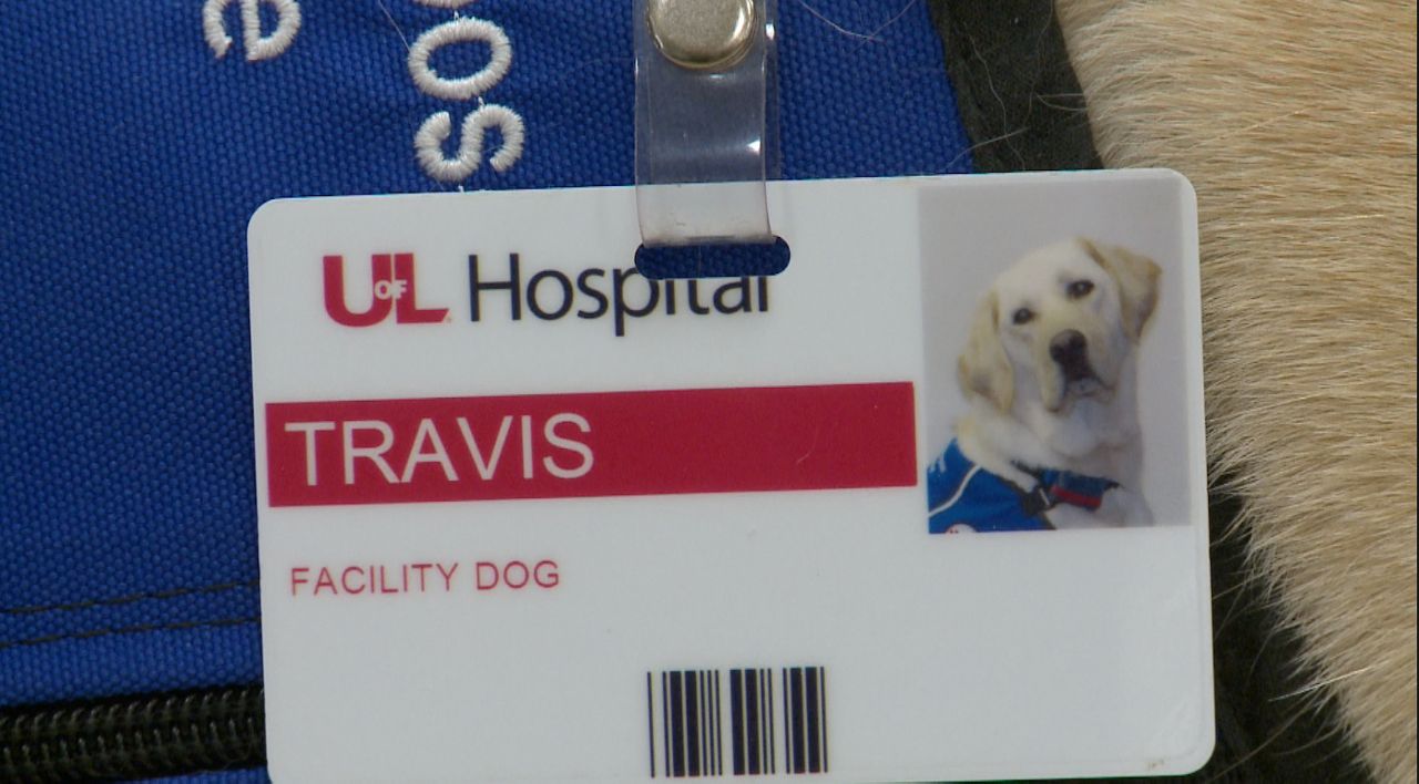 Travis serves as a facility dog at UofL Hospital.