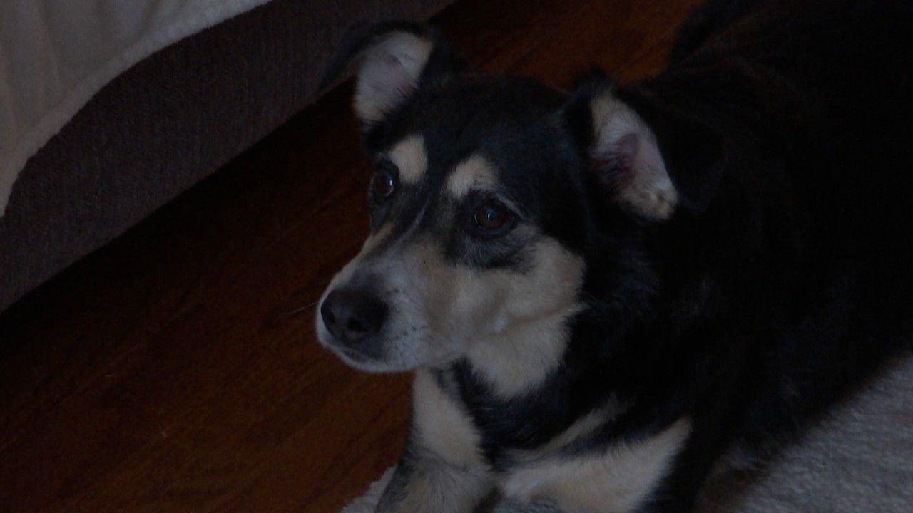 image of dog
