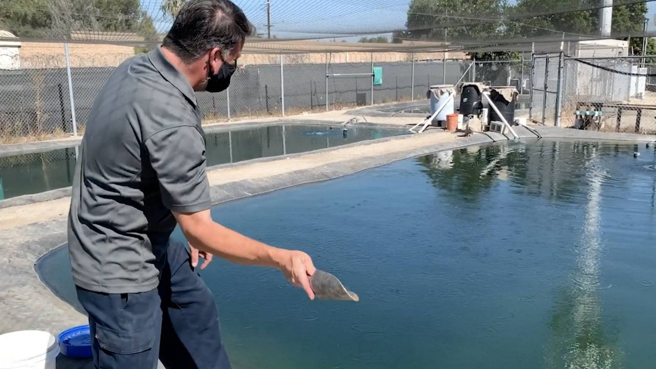 Ankle biter' mosquitoes invade Southern California