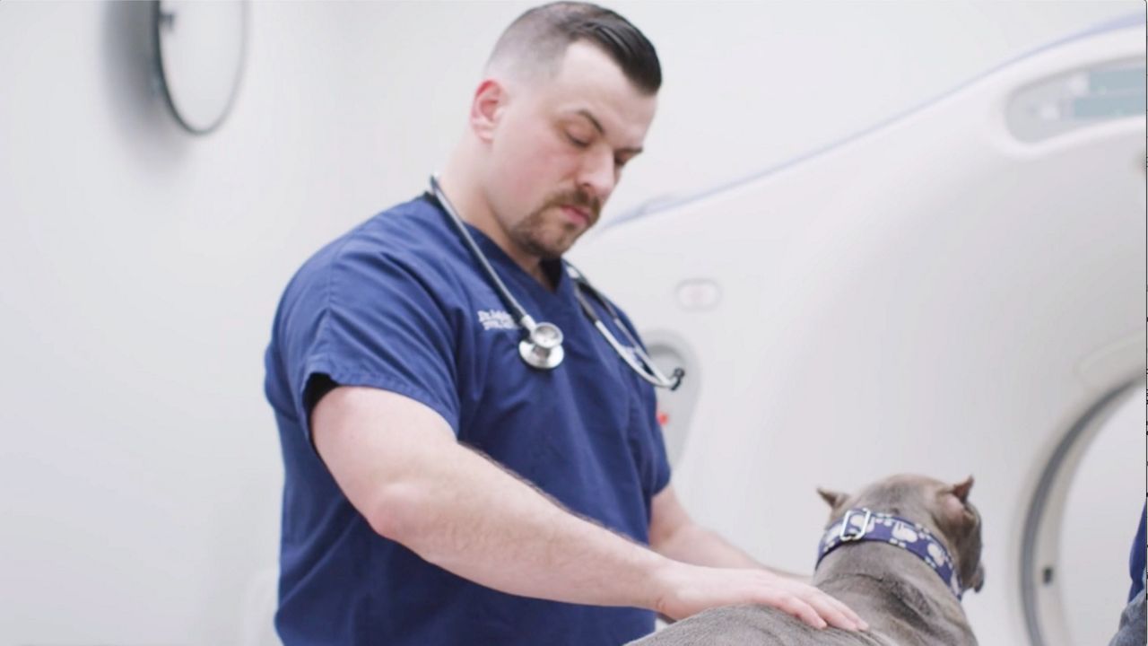Veterinarian Leaders React After Shedding High Vet To Suicide​