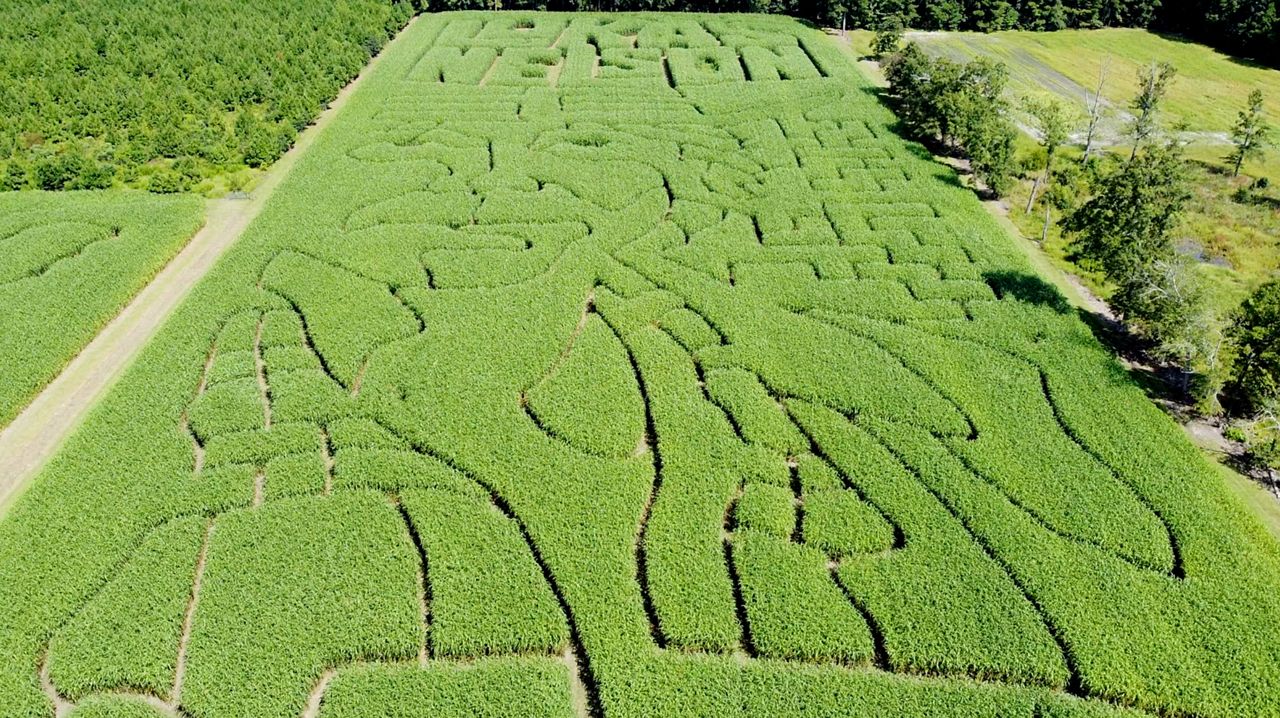 Galloway Farm, Home of Maze Craze