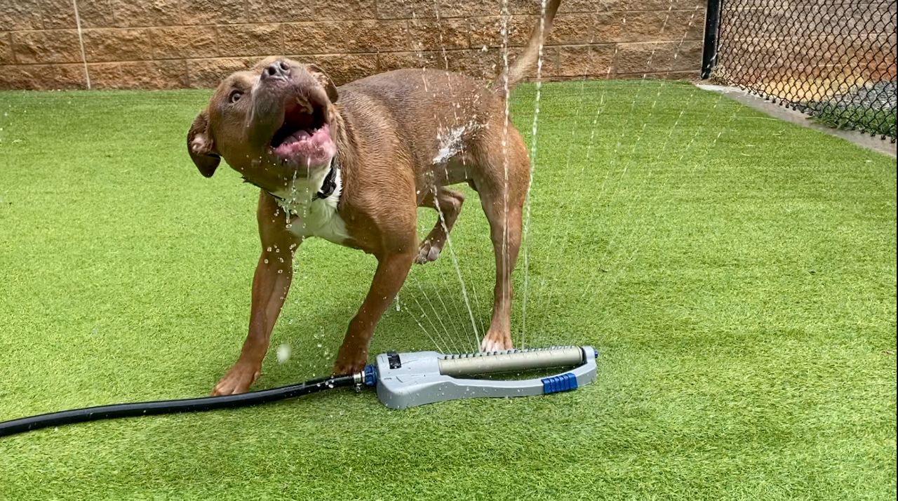 SPCA of Wake County 