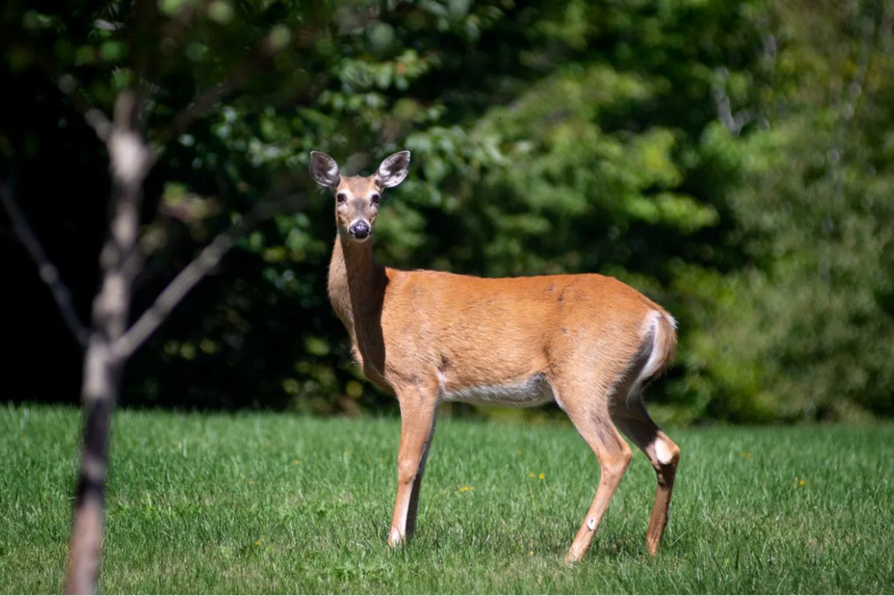 How to buy an antlerless deer permit in Maine