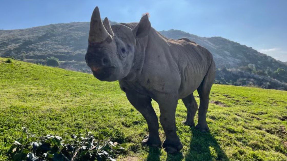 Kendi at the San Diego Zoo. (Photo courtesy of the City and County of Honolulu)