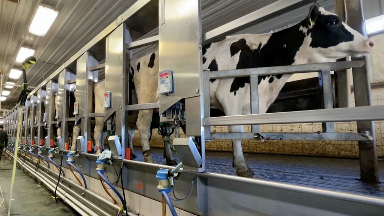 How dairy farms are staying afloat as dairy trends decline