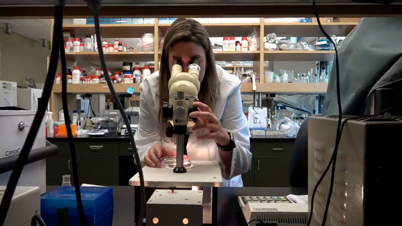 SoCal scientists work to help the endangered sunflower sea star