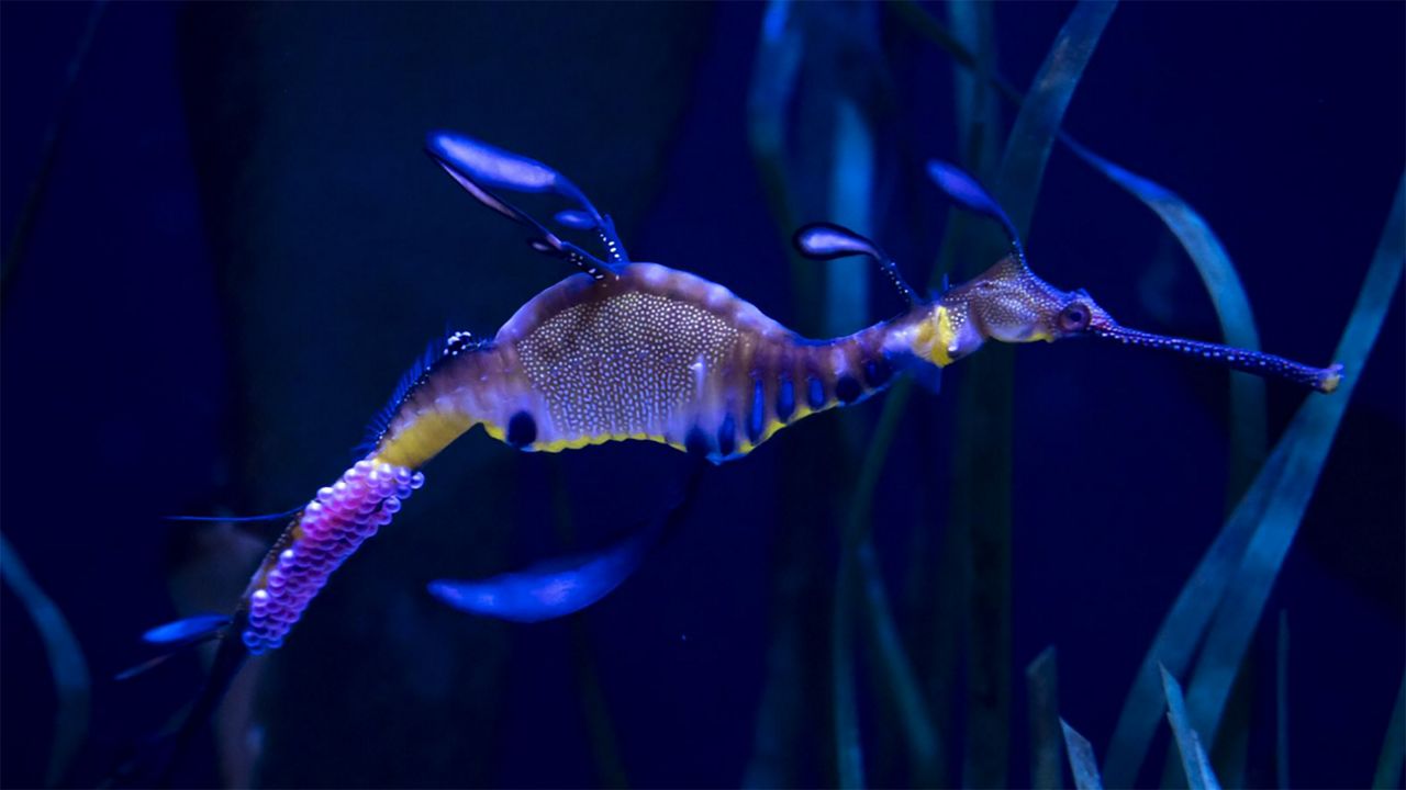 Weedy Seadragon Eggs. (Columbus Zoo and Aquarium/Grahm S. Jones)