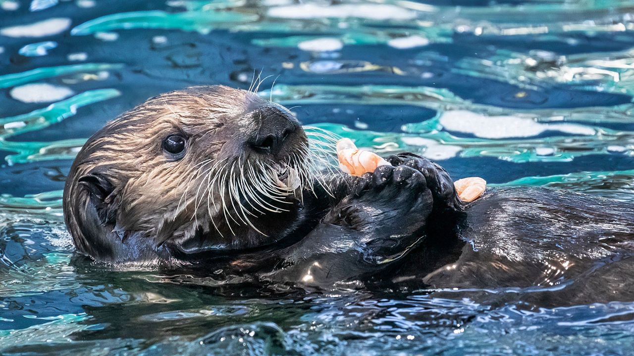 Long Beach aquarium new sea otter pup