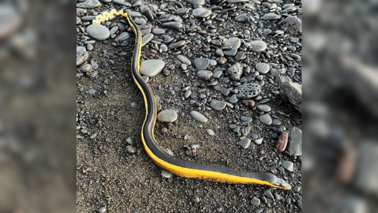 (Photo courtesy of Hawaii Department of Agriculture)