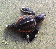Baby sea turtles have to contend with birds, crabs, foxes and other predators as they try to make it to the ocean. (NC Wildlife)