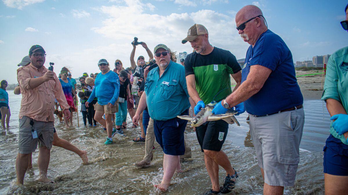 A group of rescuers takes Boeier the sea turtle back to the gulf. (Houston Zoo)