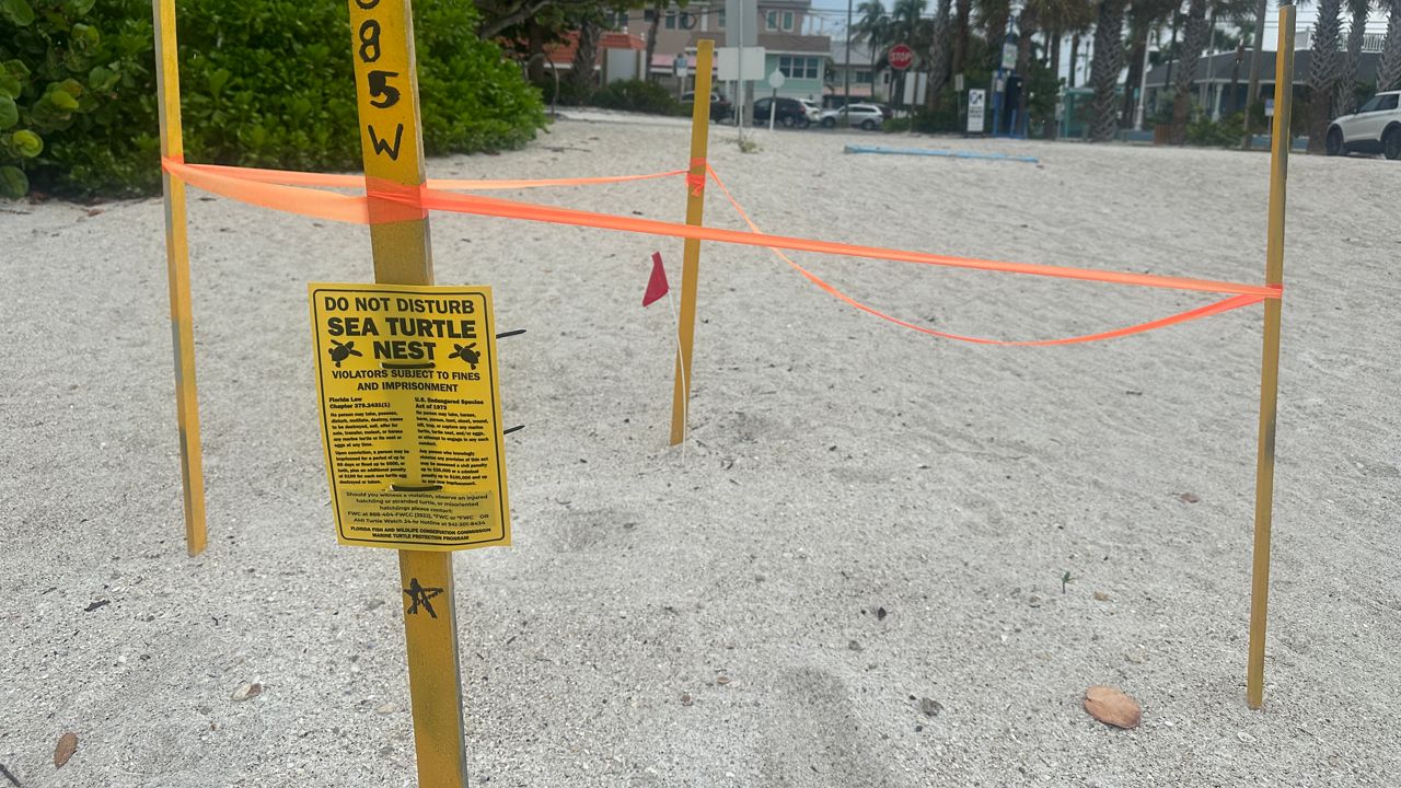 55 loggerhead hatchlings die on Gulf Drive in Bradenton Beach