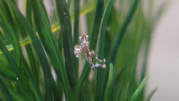 Conjoined dwarf seahorse twins. (Bethune-Cookman University’s Aquatic Research Laboratory)